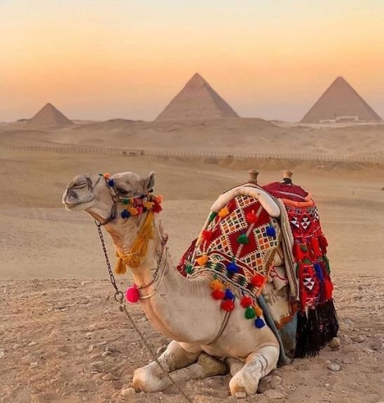 National Research Centre on Camels