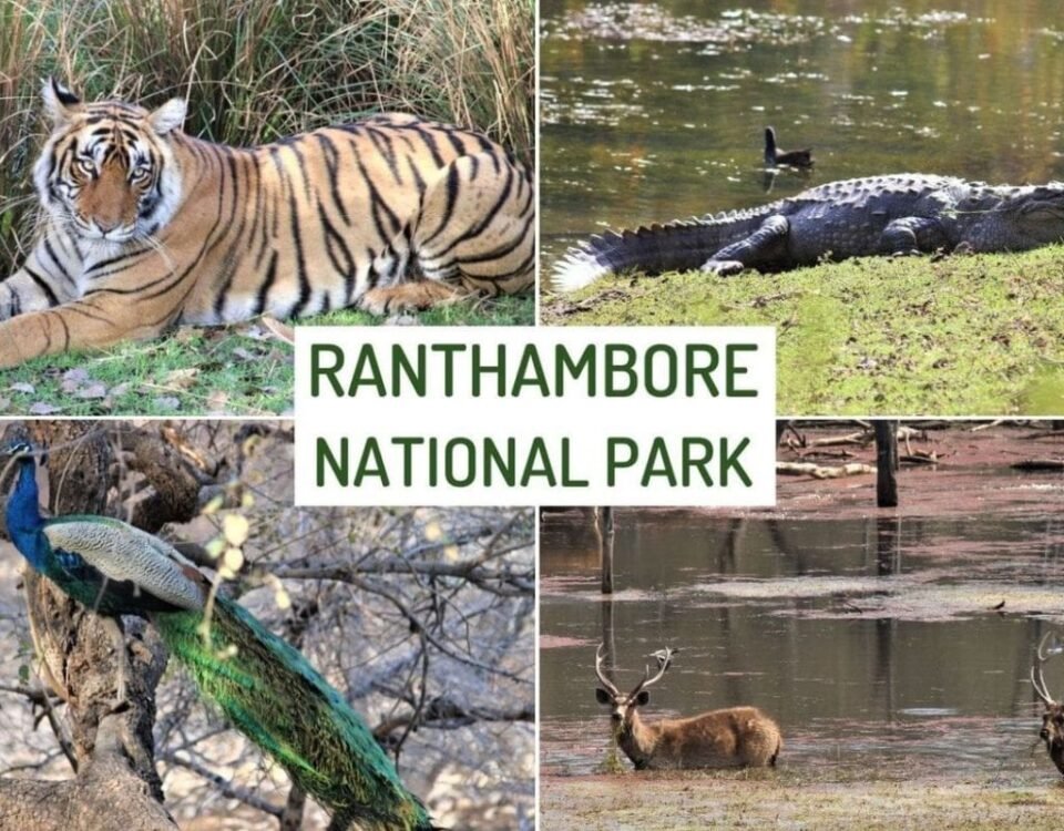 Ranthambore National Park